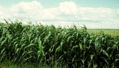 corn.jpg (95428 bytes)